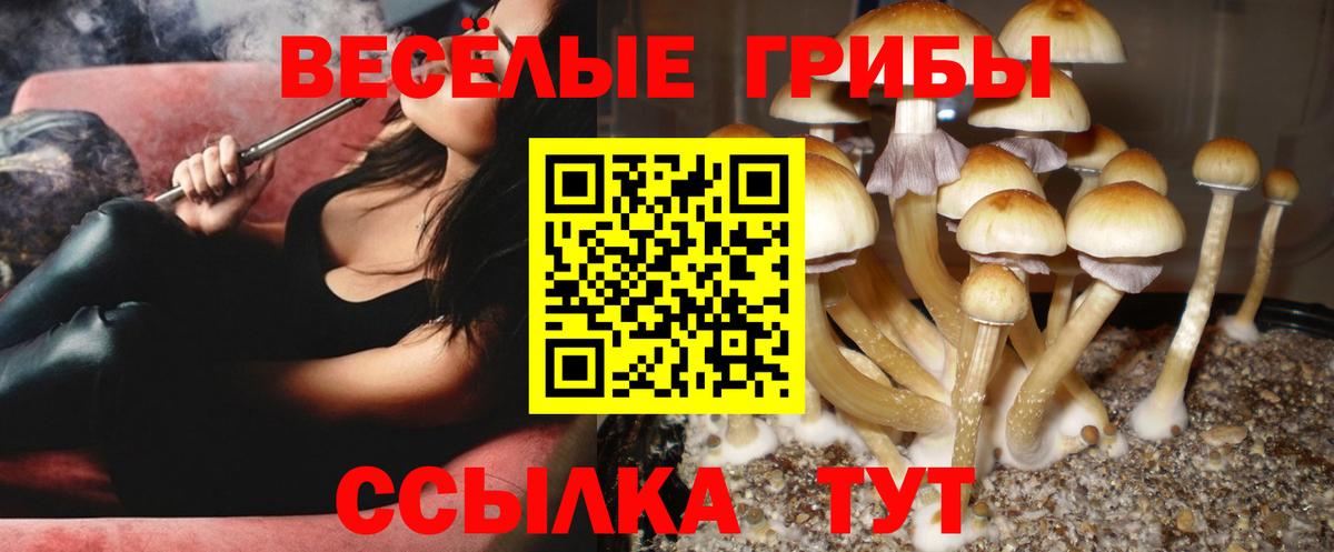 Галлюциногенные грибы прущие грибы  Вход с VPN  Майский  Псилоцибиновые грибы Psilocybe 